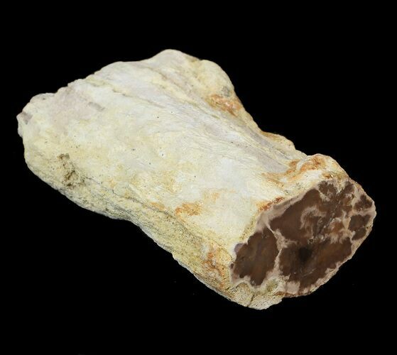 Petrified Wood Limb - Nevada #42140